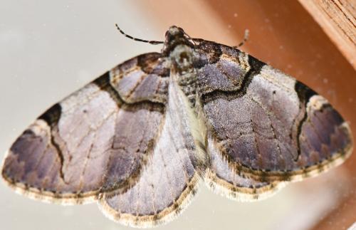 Réf. 277 719 : Anticlea derivata